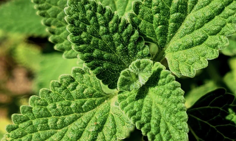 Quand le sang ne suffit plus : l’histoire de mon frère et moi