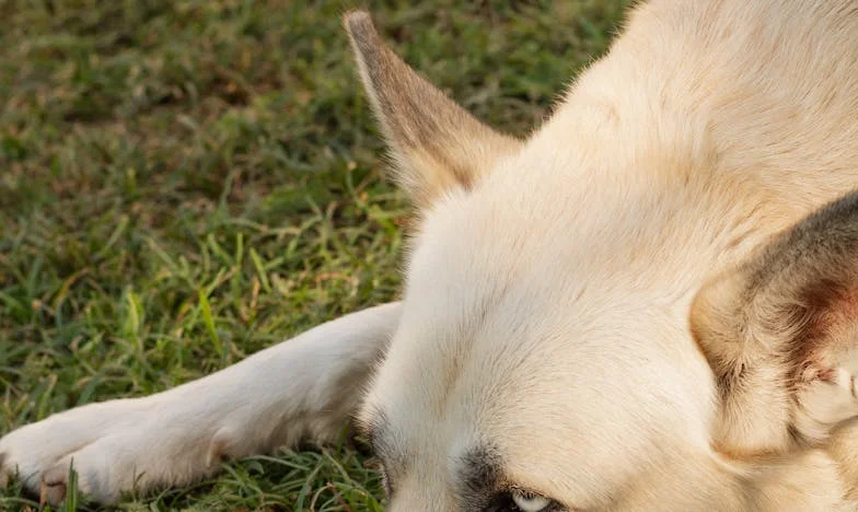Quand le silence s’est brisé : ma seconde chance d’aimer