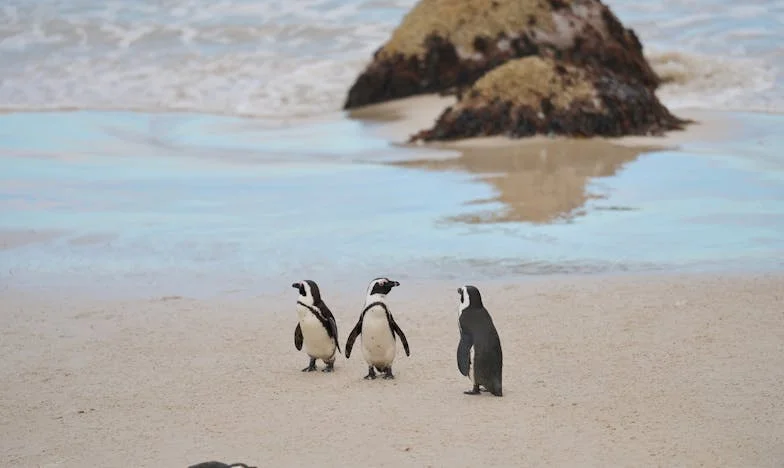 Quand ma belle-mère décide de ma vie : Histoire d'une voix retrouvée