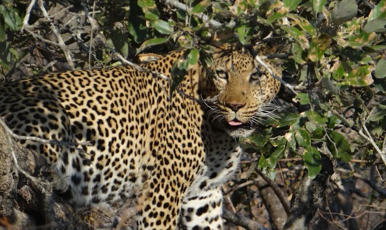 Quand nos mères sont devenues amies : Le début de la fin autour d’un café à Lyon