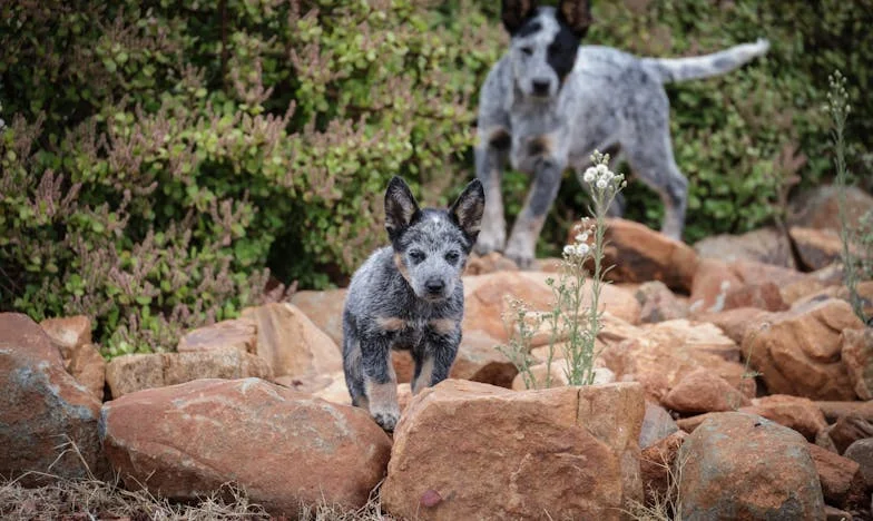 Sans berceau, sans couches : Mon retour à la maison qui a tout bouleversé