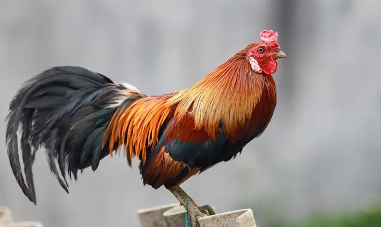 Seule face à la fenêtre : le retour impossible