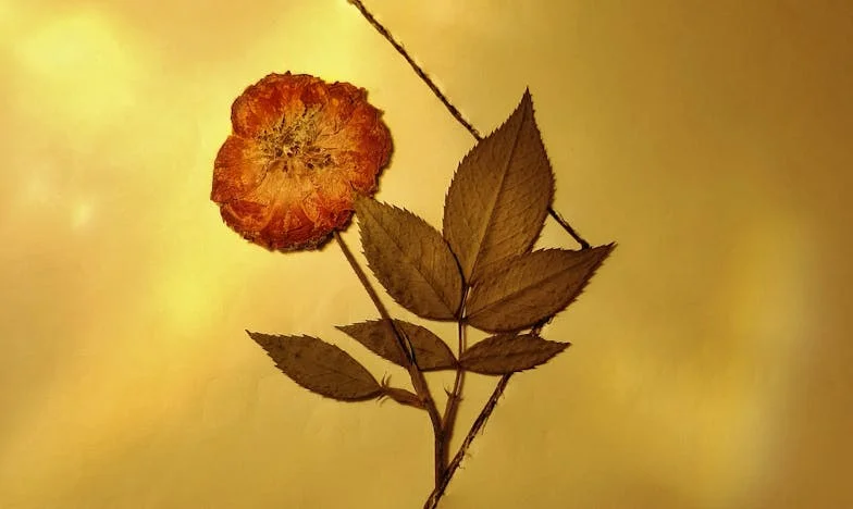 Sous la fenêtre de Monsieur Lefèvre : Quand j'ai frappé à sa porte