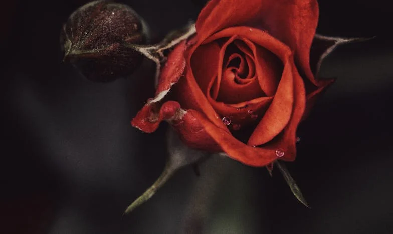 Suis-je vraiment la belle-mère toxique ? Mon combat pour mon fils et ma famille