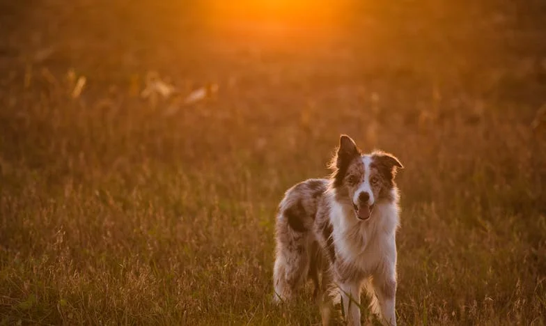 Un samedi matin qui a brisé mon monde – L’histoire de Zélie au supermarché du quartier