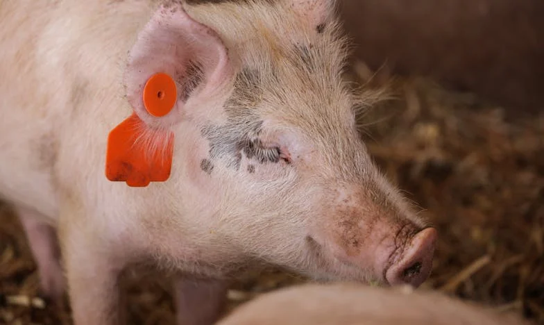 « Veux-tu un enfant ? Alors quitte ma maison » : Comment ma belle-mère a failli briser mon mariage