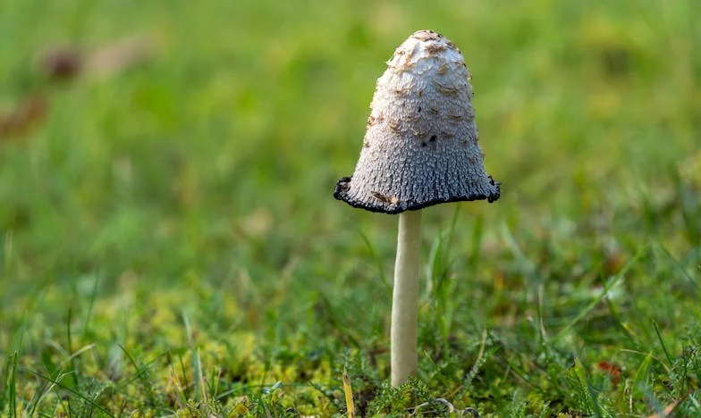 Vingt ans ensemble, puis soudain seule : le visage du réconfort inattendu