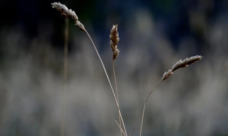 « Ce n’est pas pour eux que nous avons acheté cette maison » – Quand la famille s’impose sans invitation. Mon combat pour ma propre vie