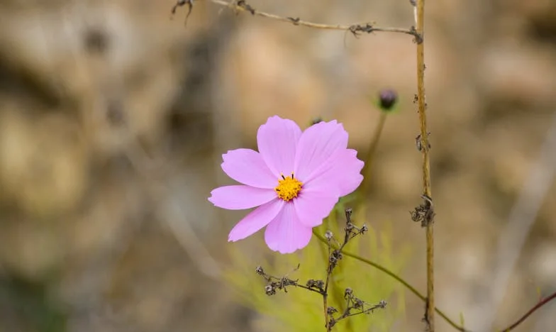 Entre Deux Mondes : Où commence l'amour, où finit le devoir ?