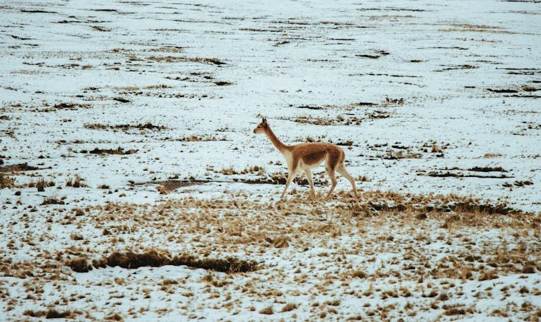 Fuir pour Exister : Mon Combat pour Ma Voix