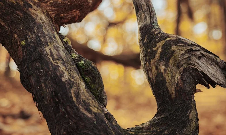 « Je suis heureuse d’attendre mon enfant, mais je pars » – L’histoire de Claire, une mère française face à la trahison et à la renaissance