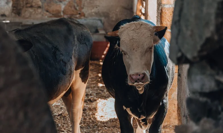 La boîte de secrets : le prix de la vérité