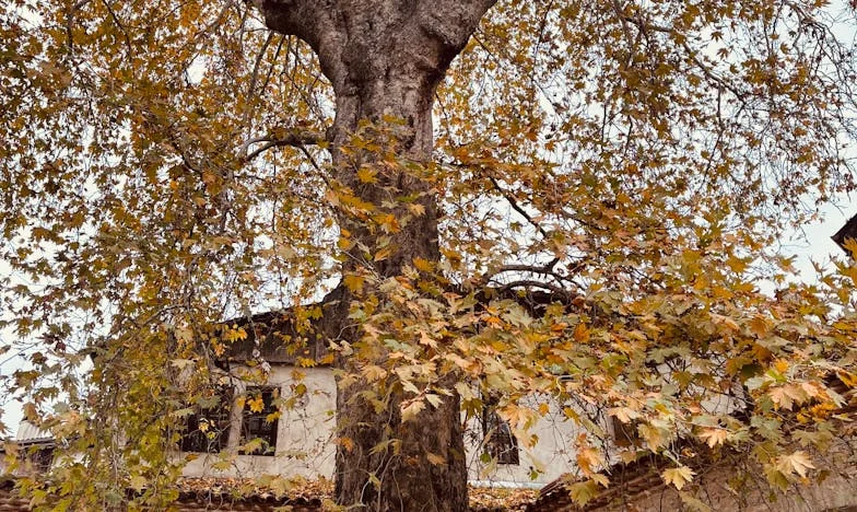 La Lame dans Mon Cœur : Le Combat d'une Mère pour la Dignité de Son Fils