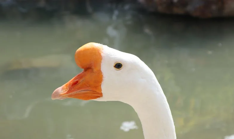 La nuit où j'ai perdu Emma : Confessions d'une grand-mère déchirée entre culpabilité et pardon