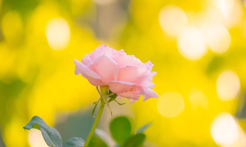 Le poids d'une mère et l'étreinte d'une ex-belle-fille : Histoire de pardon et de renaissance