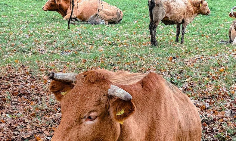 Le Secret de Ma Mère : La Maison Qui N’a Jamais Été La Mienne