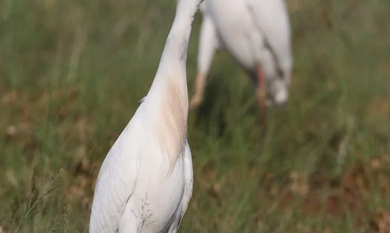 Le Silence de l’Aube : Quand une Grand-Mère Rencontre Son Petit-Fils Abandonné