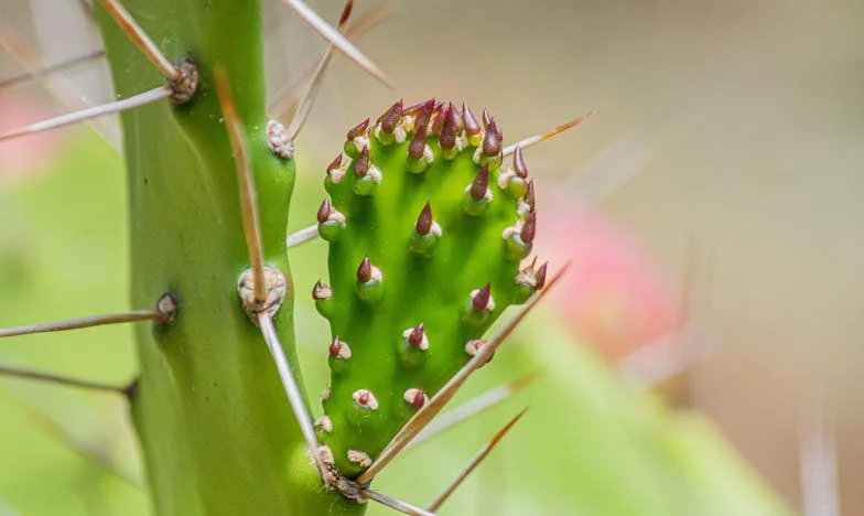 L’inconnu du bois de la colline : une soirée qui a bouleversé ma vie