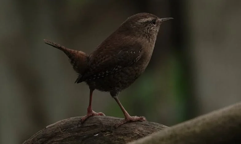 Ma chambre n'est plus la mienne : L'ombre d'un invité