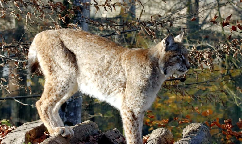 Ma fille a failli accoucher en préparant le dîner : Chronique d'une famille française et de ses blessures silencieuses
