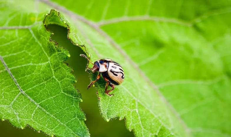Ma sœur, prisonnière d'une illusion : Comment sauver quelqu'un qui refuse la vérité ?