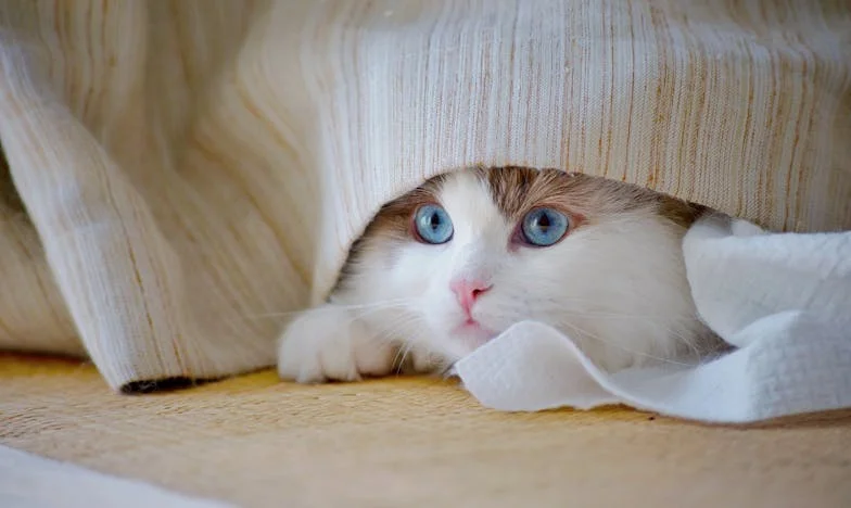 « Maman, c’est ma fille » : Le jour où mon fils est revenu avec un bébé dans les bras