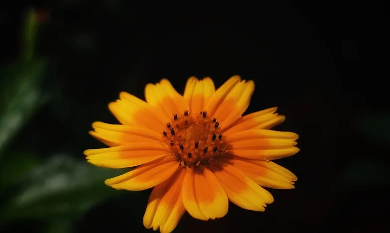 Retrouver Camille : À la recherche de mon amour perdu d’enfance