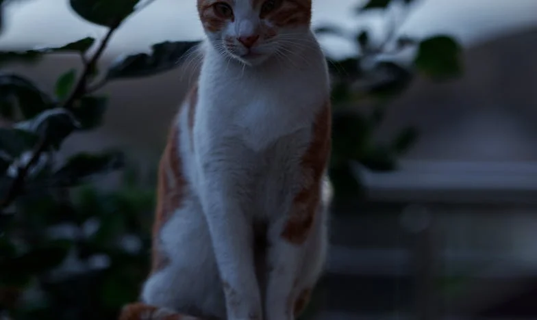 Sept jours pour sauver mon fils : le combat d'une mère