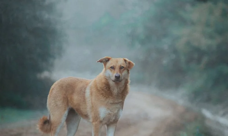 Un Noël sous tension : le souffle retrouvé de mon fils