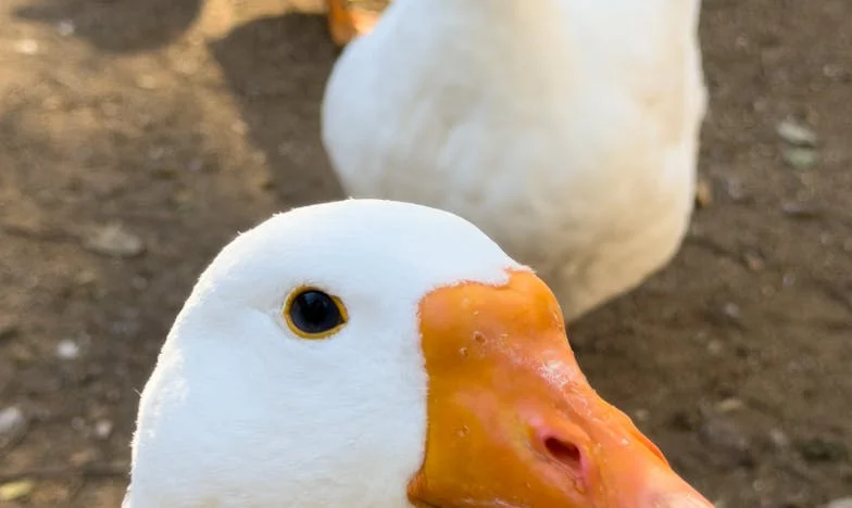 Chassée de chez moi à dix-huit ans : dix ans plus tard, mes parents reviennent frapper à ma porte
