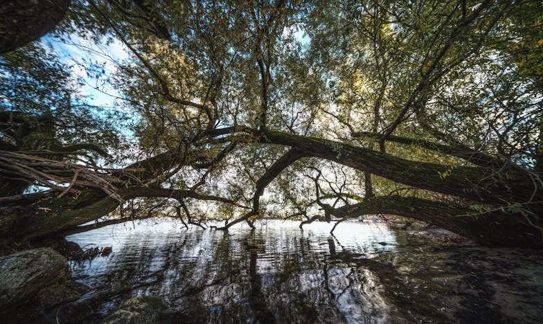 « Emmène-le avec toi, pour toujours » – Histoire d’une grand-mère, d’un petit-fils et d’une famille brisée