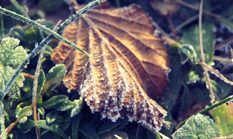 Entre l'amour et la loyauté : Mon cœur déchiré entre mon mari et mes petits-enfants