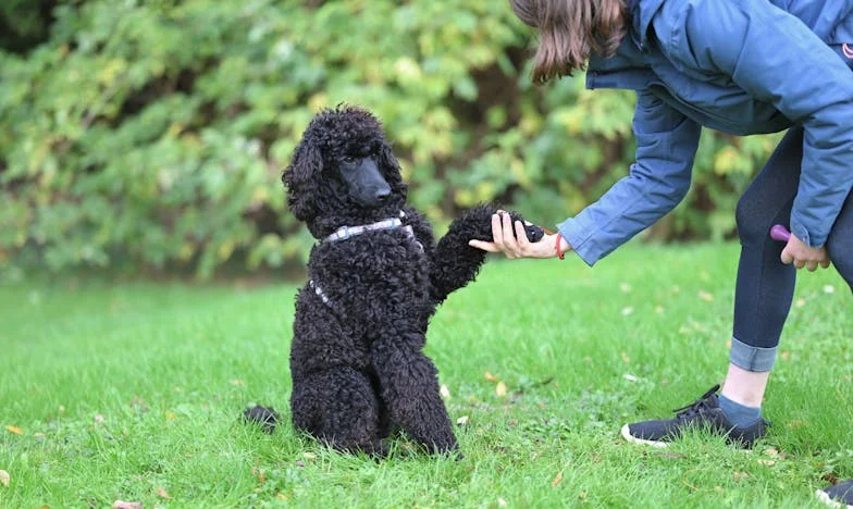 «Il n’y a pas de berceau, pas de table à langer, même pas un biberon» – Mon retour à la maison dans le chaos