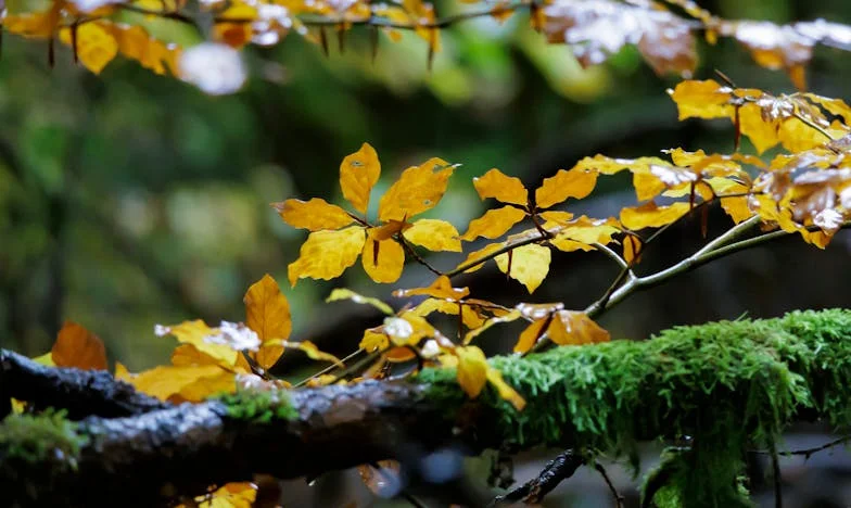 « J’aurai autant d’enfants que je veux ! » – Une tempête familiale qui nous a déchirés