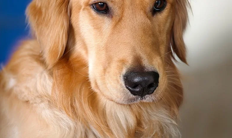 La maison du grand-père : chronique d'une trahison familiale