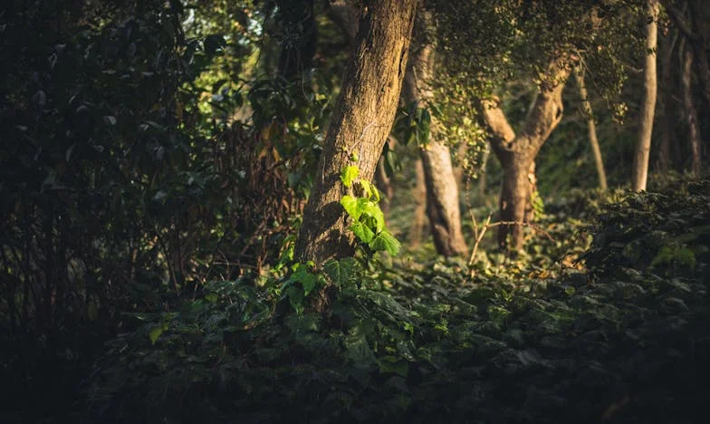 Le cœur d'une mère face au destin : l'histoire de Claire, des jumelles et du choix impossible