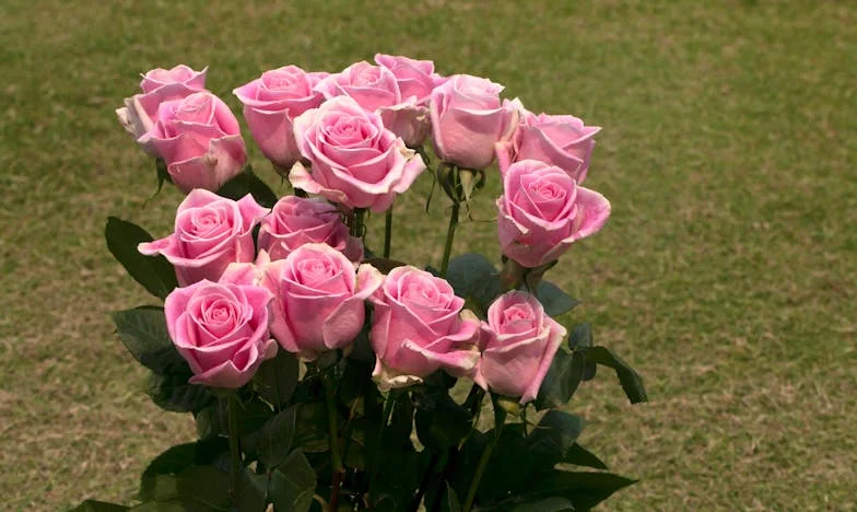 Le Secret de Ma Belle-Sœur : Quand le Mensonge d'une Grossesse a Brisé Notre Famille