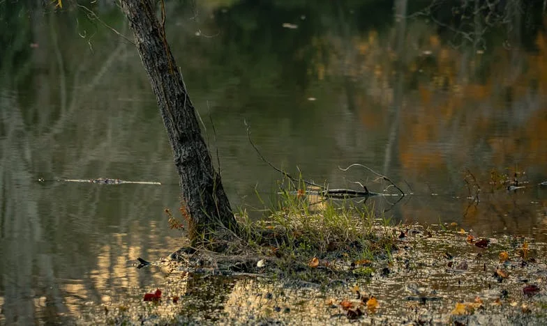 Le serment de Camille : Promesse d'une sœur à son frère