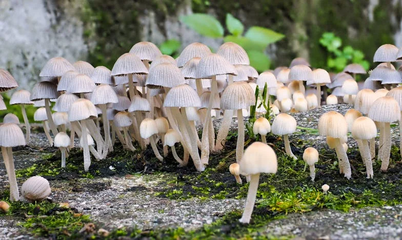 Le silence de Guillaume : Quand la famille devient une prison