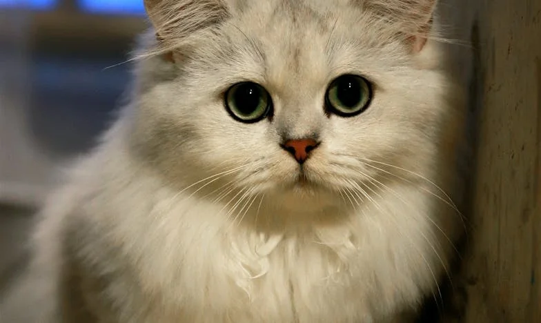 Mariée en fauteuil roulant : Le crépuscule de mon espoir sur la plage de Biarritz