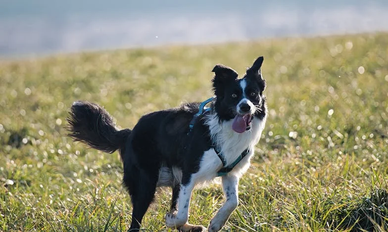 Pourquoi je ne veux plus jamais garder mon petit-fils : une journée de larmes et de révélations