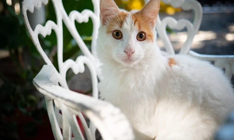 Quand la vérité fait mal : Histoire de Camille et de la justice sur les trottoirs de Marseille