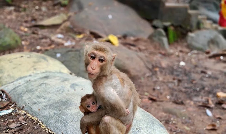 Quand l'amour d'une grand-mère ne se partage pas : chronique d'une blessure familiale