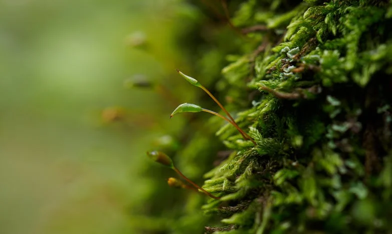 Quand ma belle-mère est devenue le centre de mon monde : entre devoir et liberté dans ma famille française