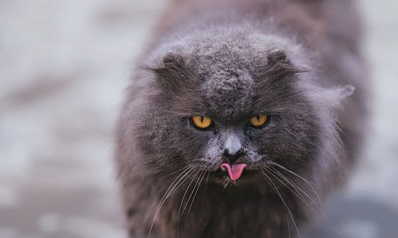 Sous le poids du secret : Histoire d'une famille française entre vérité et amour