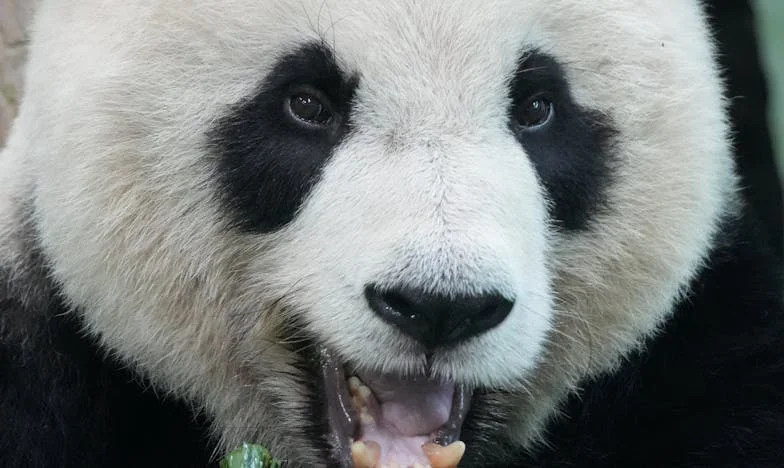 « Tu n’es pas une étrangère, tu es la femme ! » – Une semaine avant l’anniversaire qui a tout bouleversé
