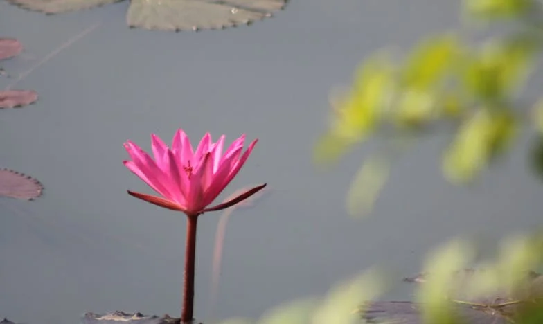 À soixante ans, j’ai reçu un divorce en cadeau : peut-on renaître de ses cendres ?