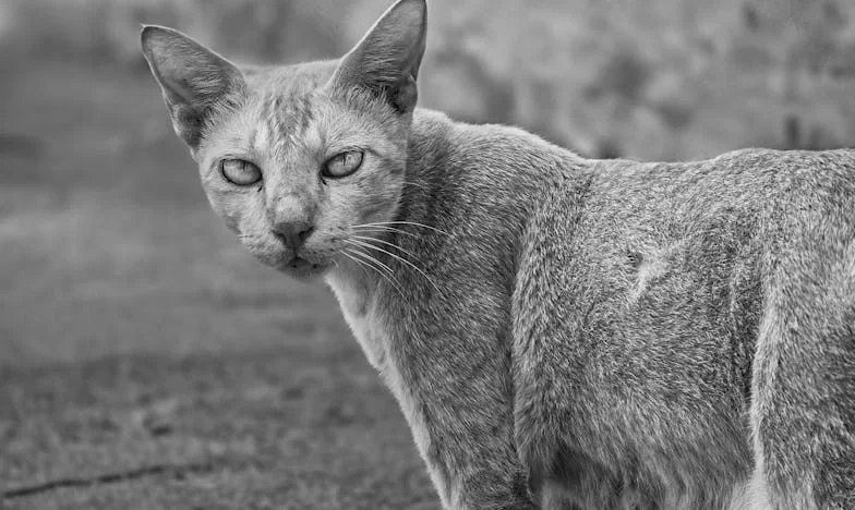 Au cœur de la nuit, un sac à la main : Comment j'ai reconstruit ma vie