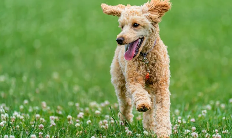 Devrais-je vraiment léguer la maison à mon fils ?