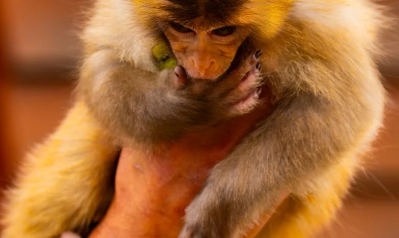 Entre deux foyers : l’ultimatum de mon mari et le poids de l’héritage